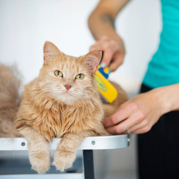 Grooming Supplies