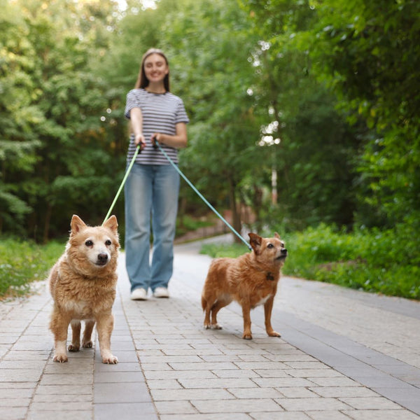 Leashes, Collars, & Harnesses
