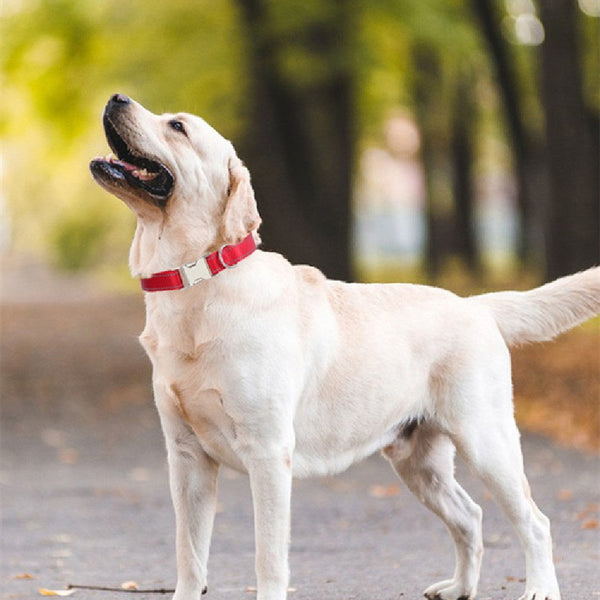 Nylon Reflective Dog Collar Adjustable Safety Collar for Daily Walking