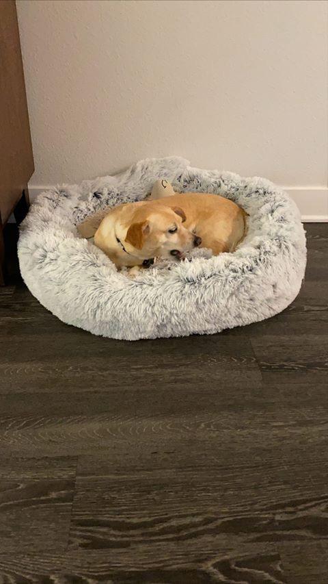 OrthoPlush Pet Bed Snowflake White Two Tone Comfortable Sleeping Cushion