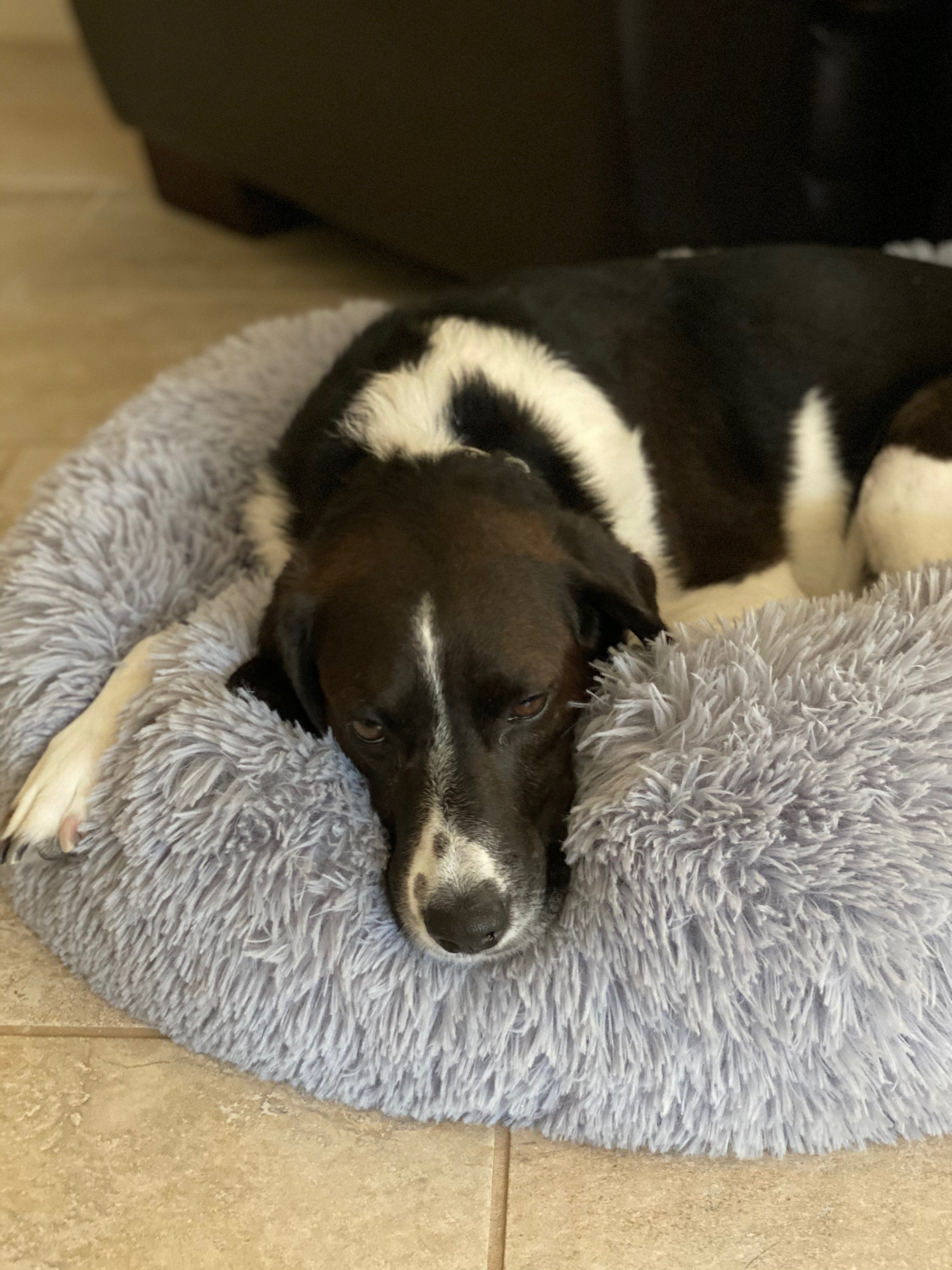OrthoPlush Pet Bed Snowflake White Two Tone Comfortable Sleeping Cushion